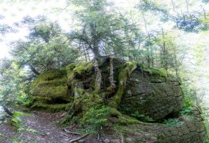Root system of tree on rock out cropping on Hunter Mountain