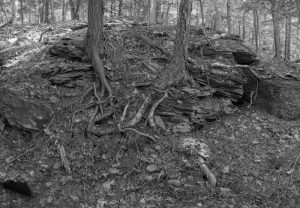 Tree roots Mt Tremper Trail
