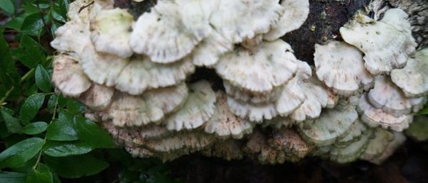 Oyster Mushrooms .  Eat them when they are young and soft.