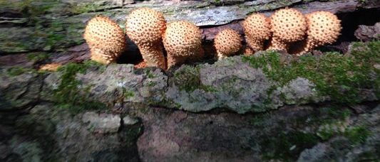 Honey Mushroom: Armillaria Gallica