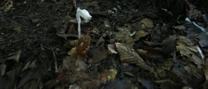Indian Pipe - a plant not a mushroom