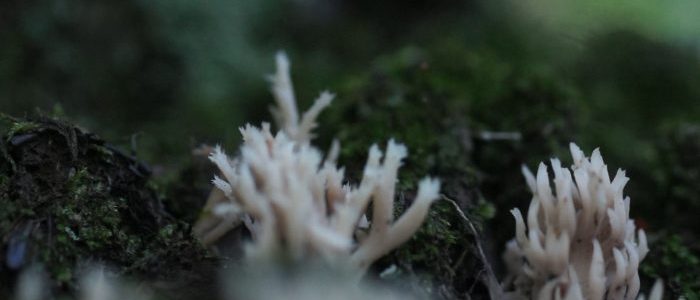 Crown-topped Coral Fungus:  Clavicorona pyxidata