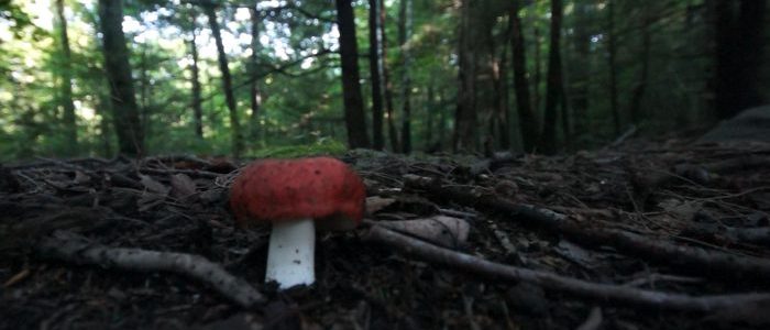 Emetic Russula: Stropharia 