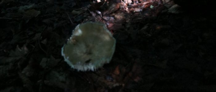 Lactarius mammosus