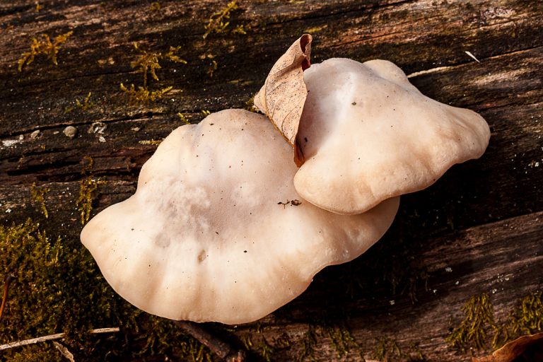 Oyster Mushrooms - Snake Pond